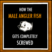 How The Male Angler Fish Gets Completely Screwed