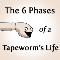 The 6 Phases of a Tapeworm's Life