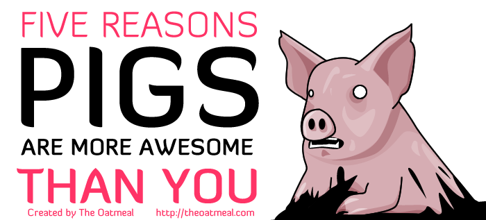5 reasons pigs are better than you